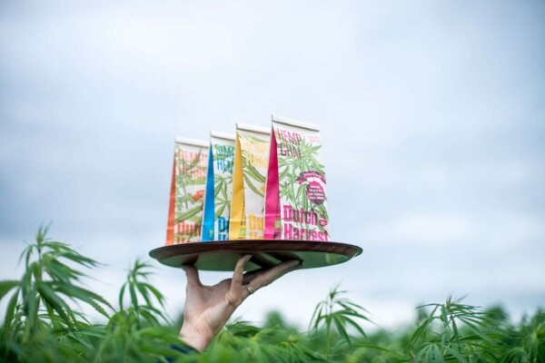 Hanf Chai - Hanf Chai-Tee 50 Gramm - Dutch Harvest loser Tee