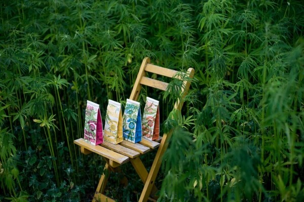 Hanf Chai - Hanf Chai-Tee 50 Gramm - Dutch Harvest loser Tee